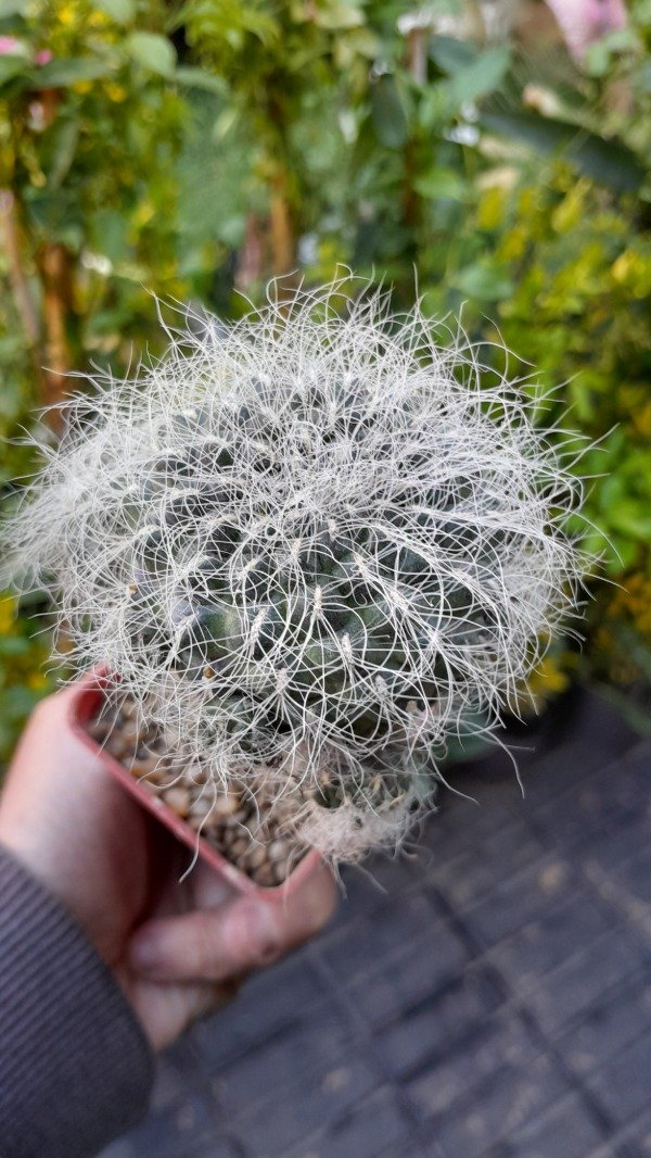 Producto - Sulcorebutia Hertusii (injertado) - 2