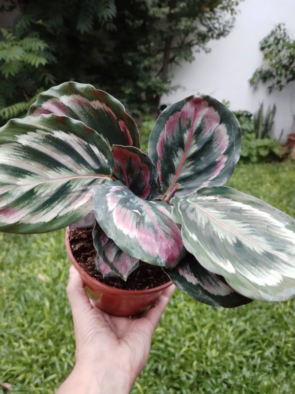 Producto - Calathea Roseopicta Misty - 3