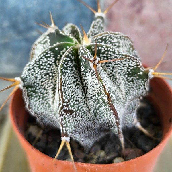 Producto - Astrophytum ornatum