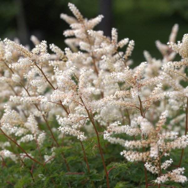 Producto - 30 Semillas Aruncus aethusifolius "Noble Spirits"