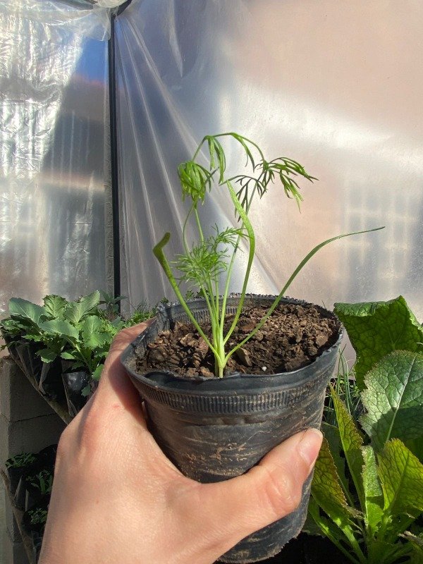 Producto - Plantines agroecologicos de hinojo
