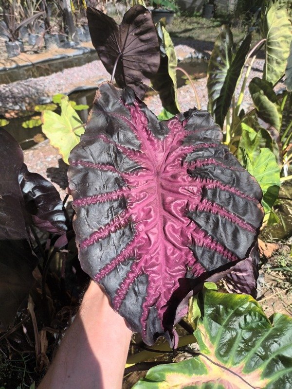 Producto - Colocasia Redemption