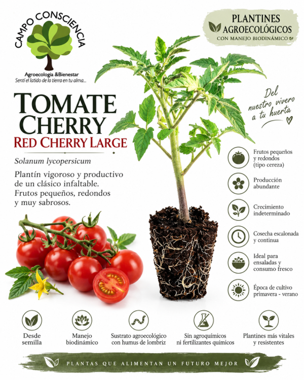 Producto - Plantín Agroecológico - Tomate Cherry Red Large