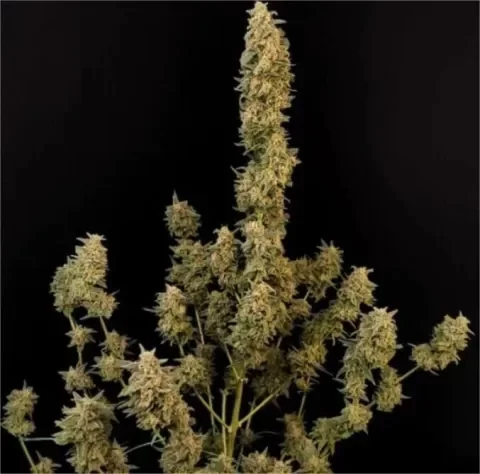 Producto - Critical Auto x1