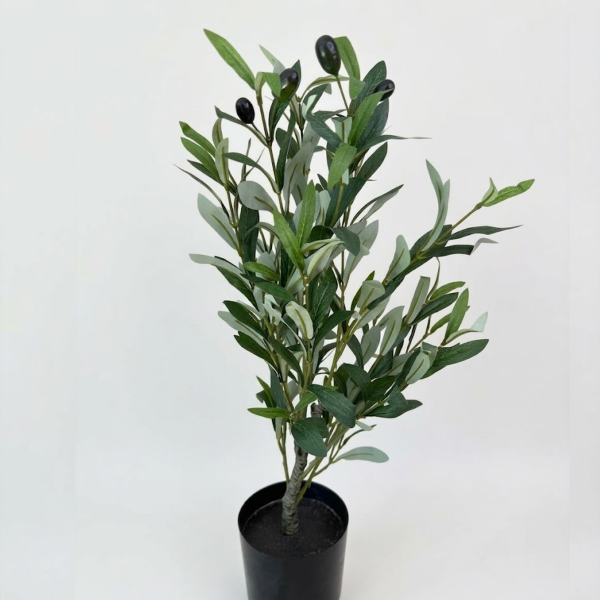 Producto - Olivo Mediterráneo - 60cm - 1