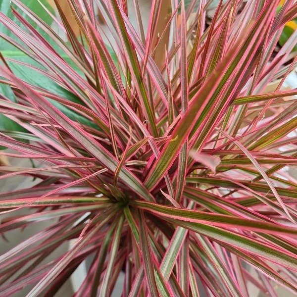 Producto - Dracena Marginata Tricolor