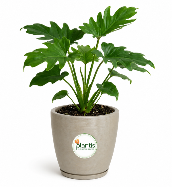 Producto - Philodendron Guembe - Maceta 3 lt