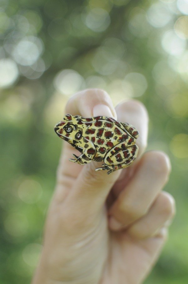 Producto - Rana Coralina