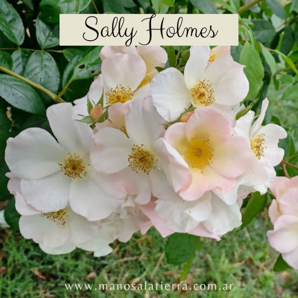 Producto - Rosal Sally Holmes