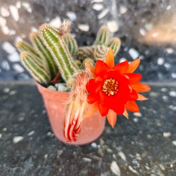 Producto - Chamaecereus silvestrii