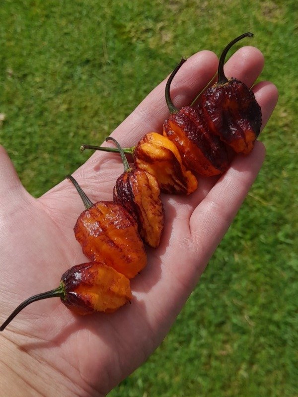 Producto - 10 Semillas de Pimenta da Dog - 0