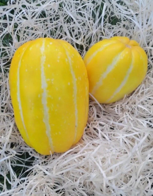 Producto - 20 Semillas De Melón Chamoe Coreano
