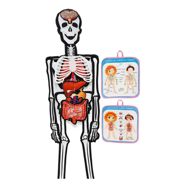 Producto - Set Didáctico. Esqueleto y Órganos del Cuerpo Humano