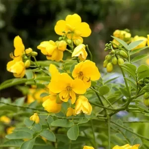 Producto - Planta de Sen del campo