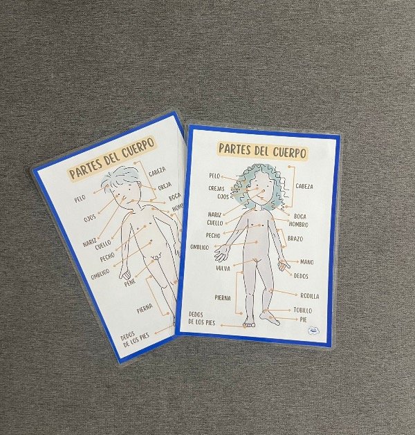 Producto - LÁMINAS PARTES DEL CUERPO (ESI)