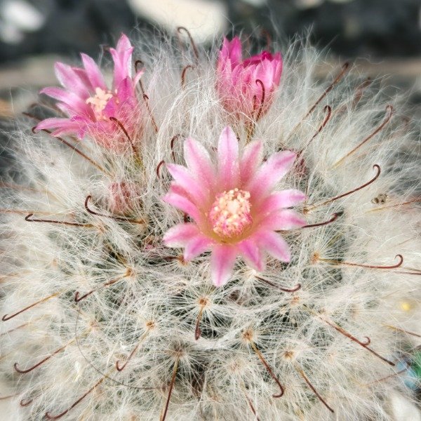 Producto - Mammillaria bocasana