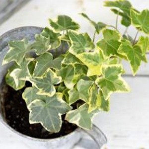 Producto - Hedera helix minima