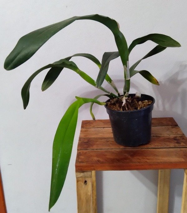 Producto - Laelia Tenebrosa - 3