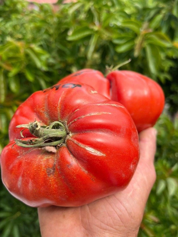 Producto - SEMILLAS DE TOMATE RUSO COMETA ROJO