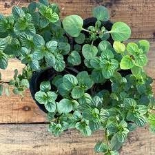 Producto - Menta s12