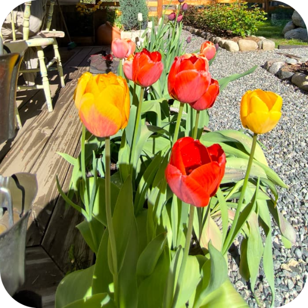 Producto - Mix amarillos y rojos - Pack x 10 bulbos