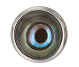 Producto - Labret Abalone shell