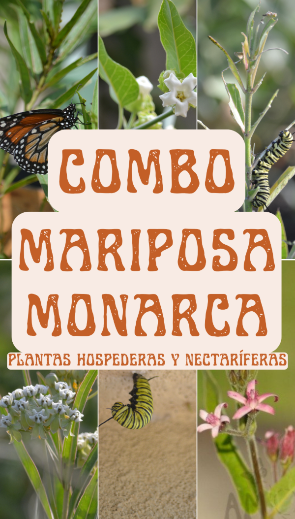 Producto - Combo Mariposa Monarca