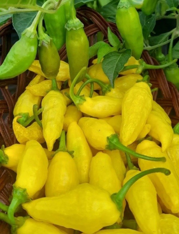 Producto - Combo 150 Semillas de Ajíes Picantes (10 variedades) - 1
