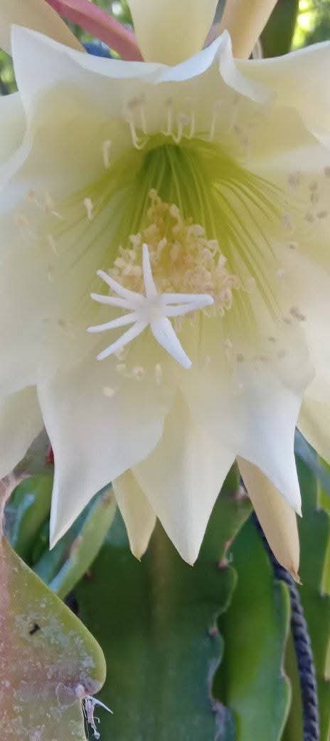 Producto - Cactus Orquídea (Epiphyllum) - 3