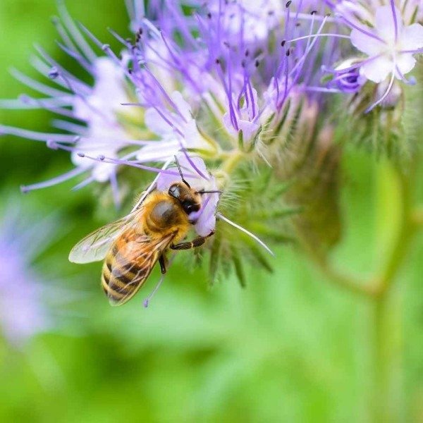 Producto - Semillas De Phacelia Tanacetifolia Atrae Insectos - 0