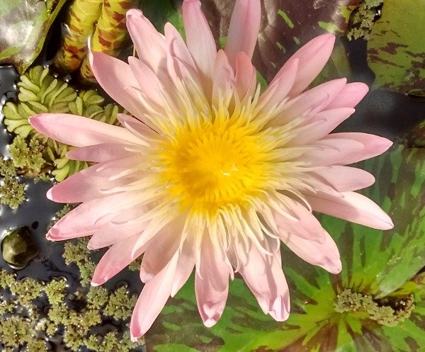 Producto - Nymphaea OSTARA (mediana)
