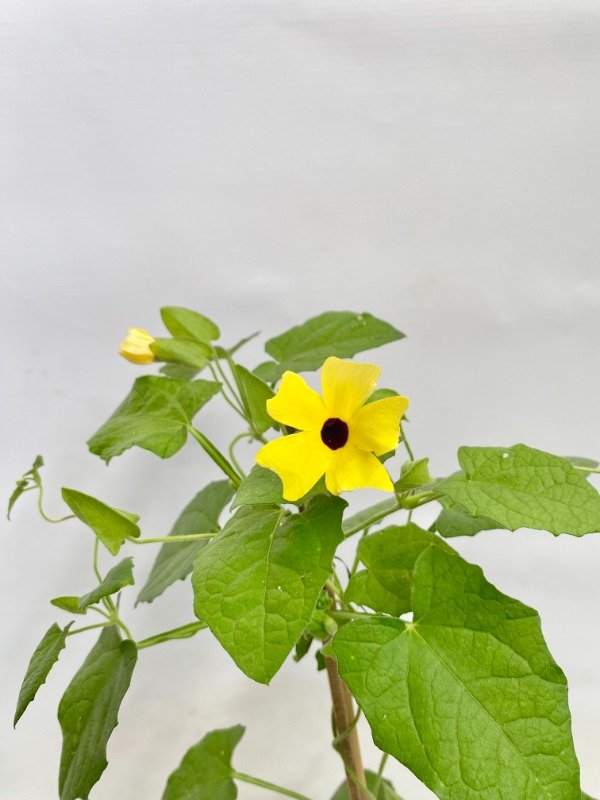 Producto - Ojo de poeta en maceta de 3 LT