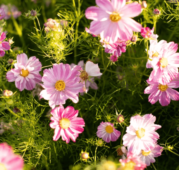 Producto - Cosmos bipinnatus Rosetta - 4