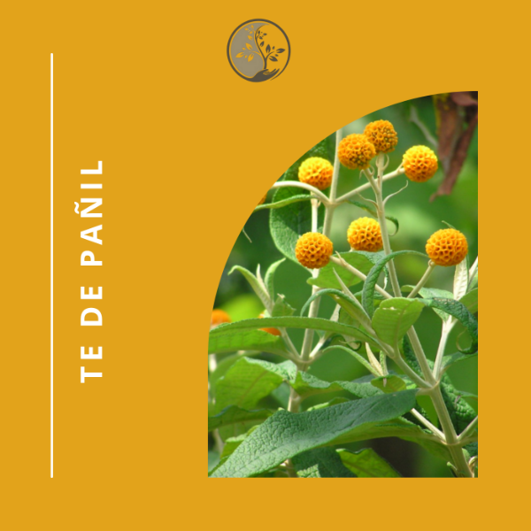 Producto - TE DE PAÑIL