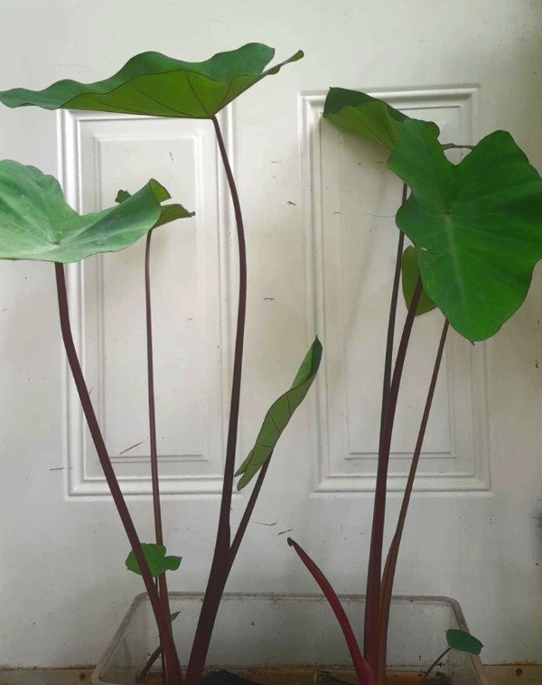 Producto - Colocasia Tallo Rojo - 2
