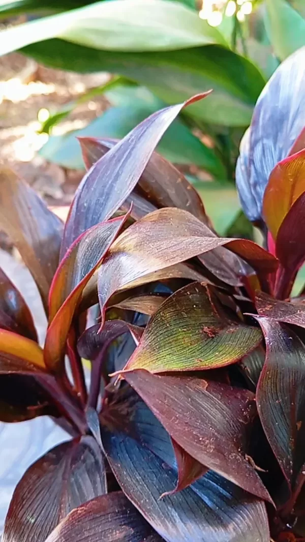 Producto - Dracena