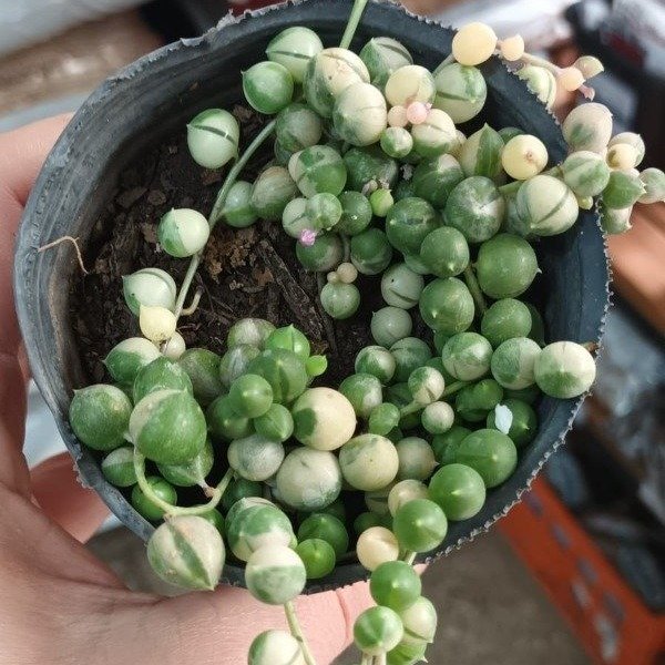 Producto - Rosario Variegado