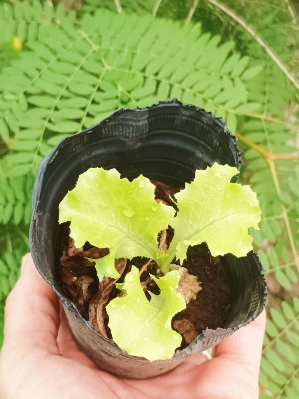 Producto - Lechuga Crespa - 0