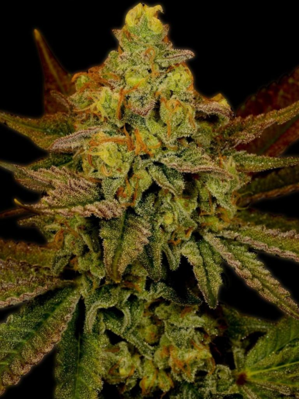 Producto - Lemon x3 - ADN Seeds