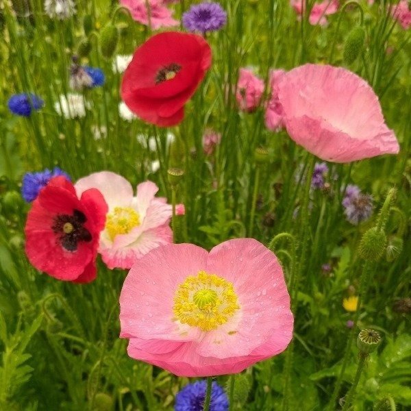 Producto - Amapolas - Papaver rhoeas - Mix colores