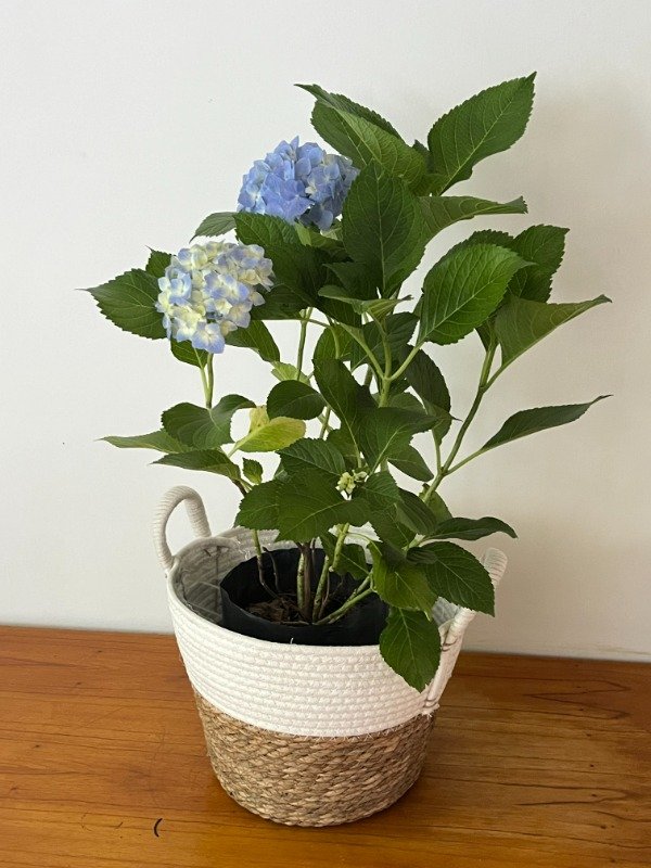 Producto - Hortensia
