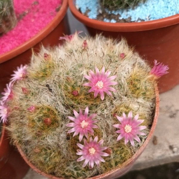 Producto - Mammillaria glochidiata - 0
