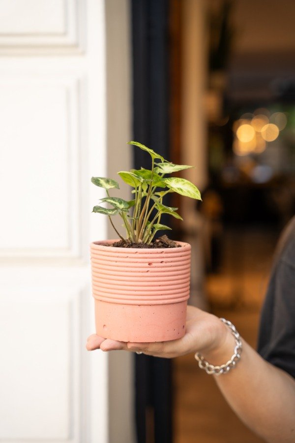 Producto - Syngonium Mini Pixie