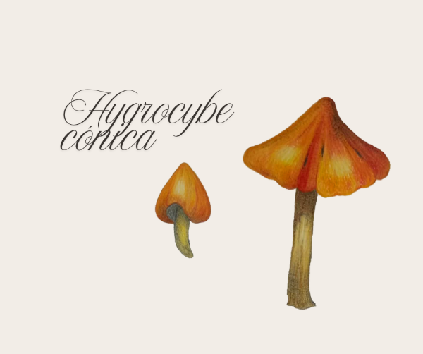 Producto - Ilustración Hygrocybe cónica