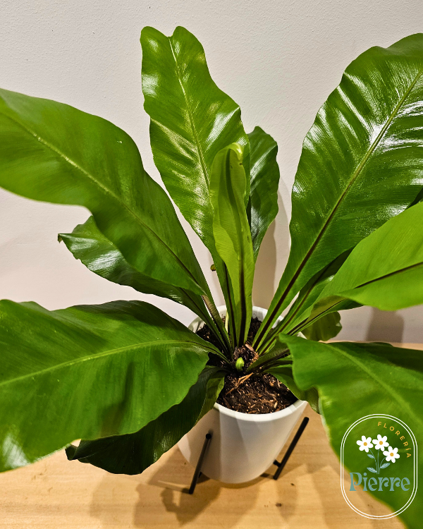 Producto - Planta + maceta mediana cerámica con pie