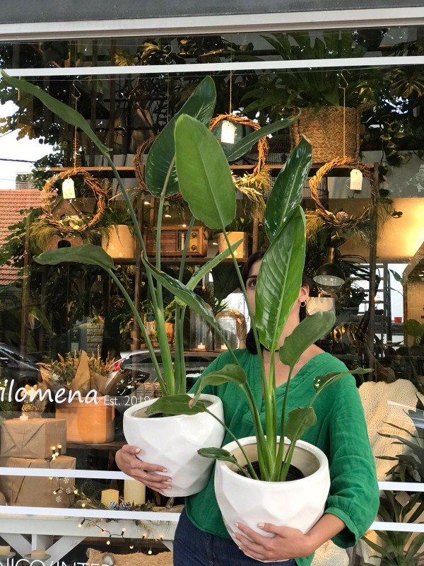 Producto - Strelitzia reginae