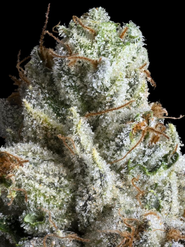Producto - Sweet Whale x3 - ADN Seeds - 0