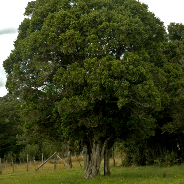 Producto - Myrceugenia exsucca (Pitra)