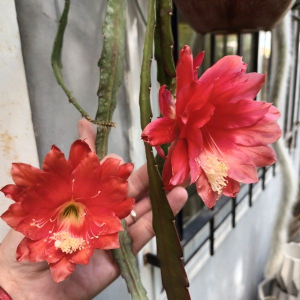 Producto - Cactus Orquídea (Epiphyllum) - 4
