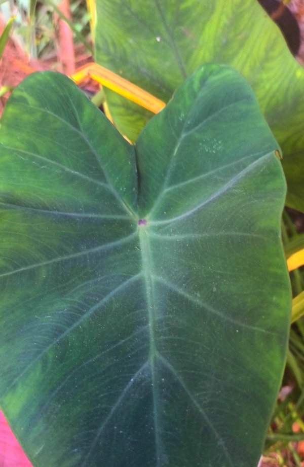 Producto - Colocasia Tallo Rojo - 1